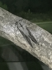 Abantiades hydrographus