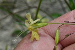 Silene manissadjianii
