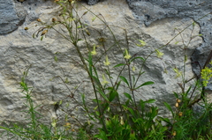 Silene manissadjianii
