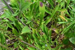 Silene manissadjianii