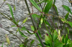 Silene manissadjianii