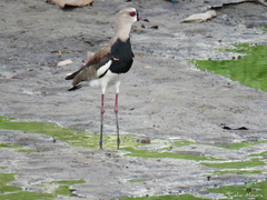 Vanellus chilensis