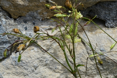 Silene manissadjianii