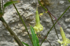 Silene manissadjianii