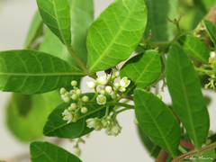 Schinus terebinthifolia terebinthifolia