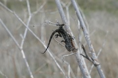 Tarentola mauritanica