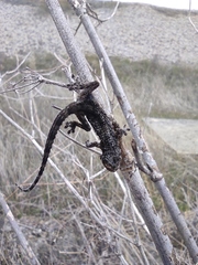 Tarentola mauritanica