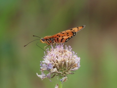 Acraea violarum