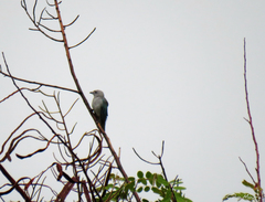 Thraupis sayaca sayaca