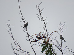 Thraupis sayaca sayaca