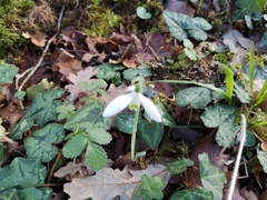 Galanthus reginae-olgae