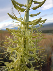 Stanleya viridiflora