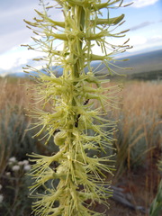 Stanleya viridiflora