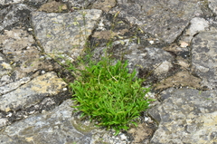Silene manissadjianii