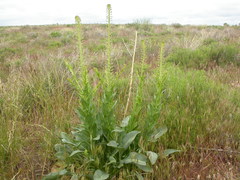 Stanleya viridiflora