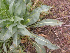 Stanleya viridiflora