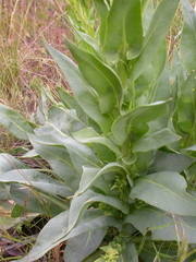 Stanleya viridiflora