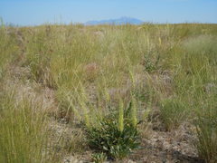 Stanleya viridiflora