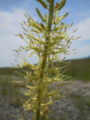 Stanleya viridiflora