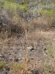 Stanleya viridiflora