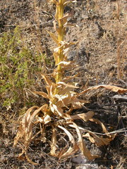 Stanleya viridiflora