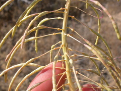 Stanleya viridiflora