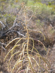 Stanleya viridiflora