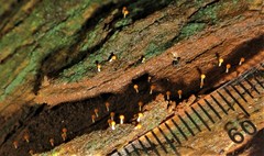 Physarum melleum