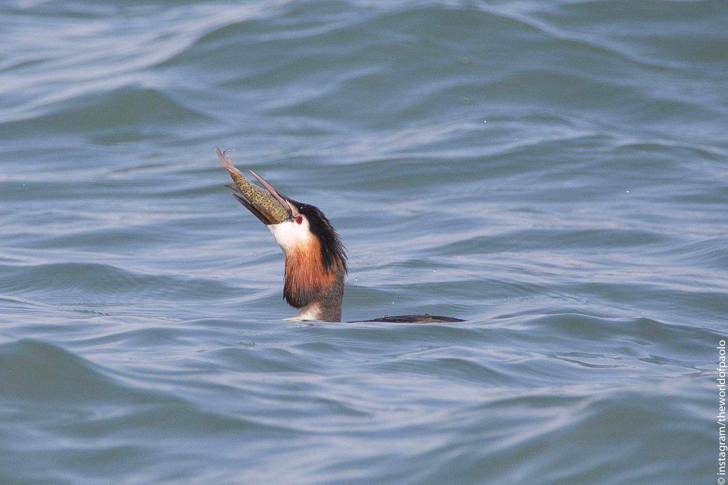 Great Crested Grebe