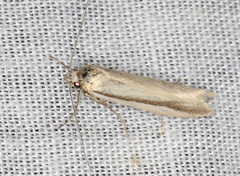Philobota physaula