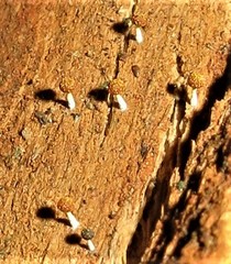 Physarum melleum