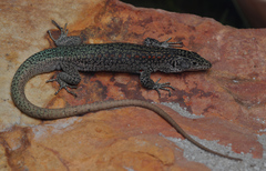 Australolacerta australis