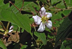 Chaetogastra brachyphylla