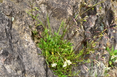 Silene manissadjianii