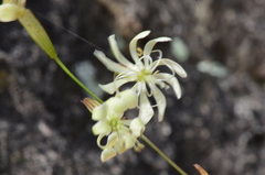 Silene manissadjianii