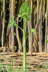 Montrichardia arborescens