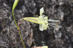 Silene manissadjianii