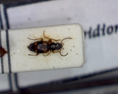 Bembidion quadrimaculatum