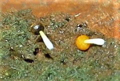 Physarum melleum