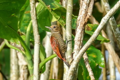 Dryobates sanguineus