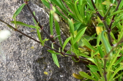 Silene manissadjianii