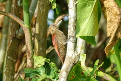 Dryobates sanguineus