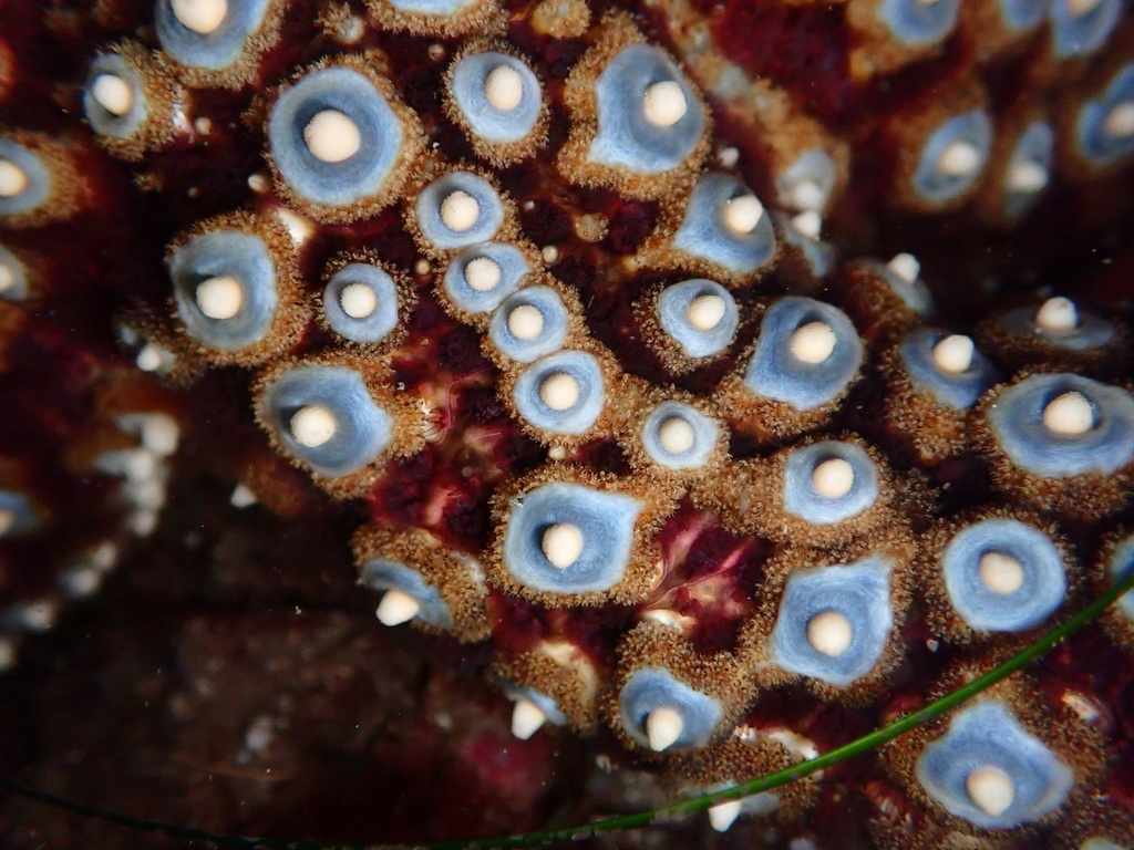 Giant Sea Star