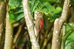 Dryobates sanguineus