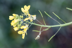 Brassiceae