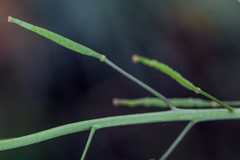 Brassiceae