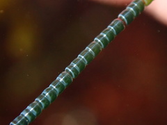 Chaetomorpha spiralis