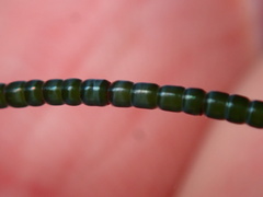 Chaetomorpha spiralis