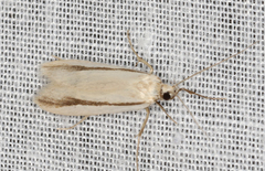 Philobota physaula