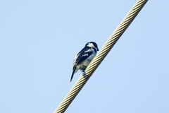 Sporophila americana